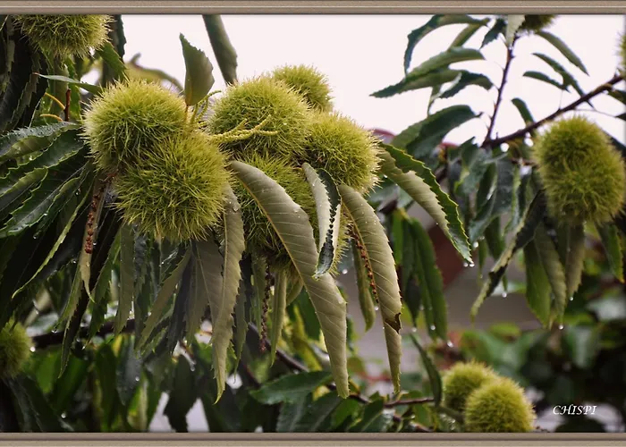 Appartamento Mar De Nubes Iv Entre El Valle Del Jerte Y La Vera