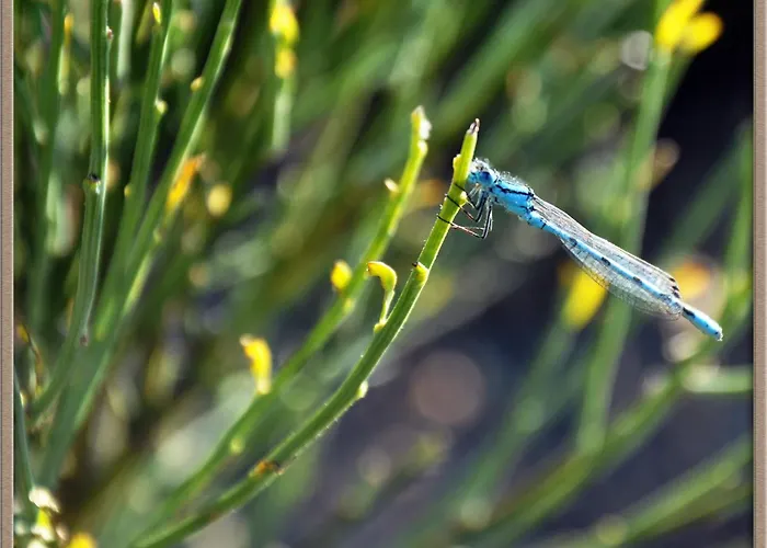 Mar De Nubes Iv Entre El Valle Del Jerte Y La Vera Piornal