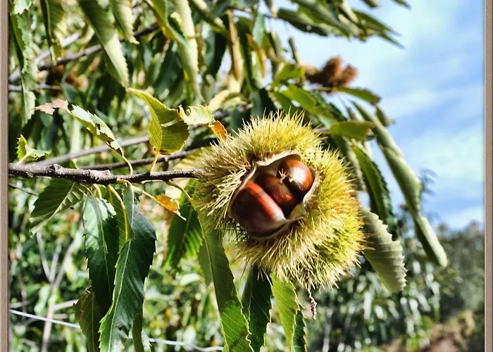 Apartment Mar De Nubes Iv Entre El Valle Del Jerte Y La Vera